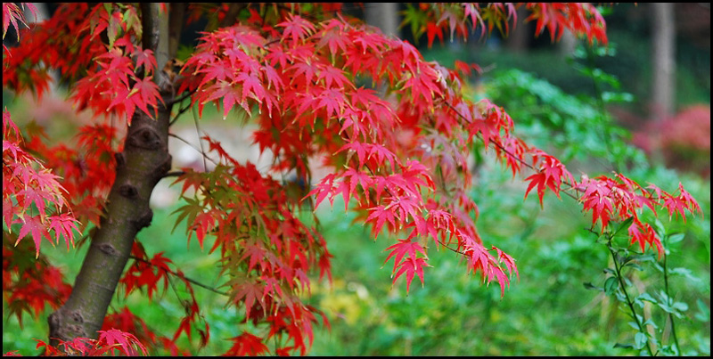  DSC_4803_conew1.jpg